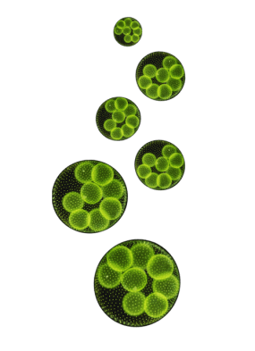 organizational development Vancouver